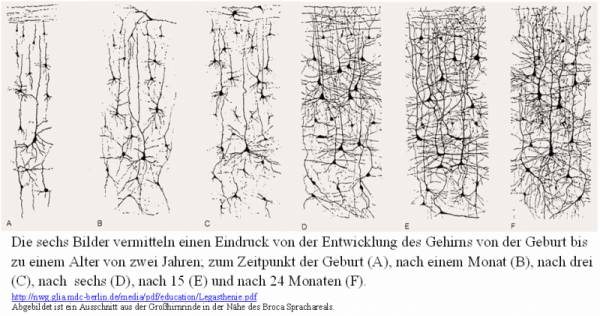 Entwicklung eines Gehirns nach der Geburt bis zum ersten Lebensjahr, ohne dass eine psychische Störungen vorhanden ist.