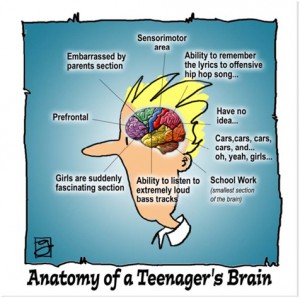 Das Gehirn eines Jugendlichen in der Pubertät