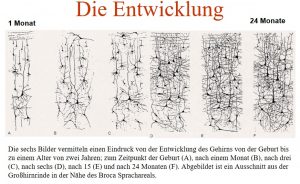 Synapsenwachstum in den ersten zwei Lebensjahren